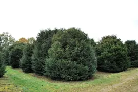 Taxus baccata (English Yew)