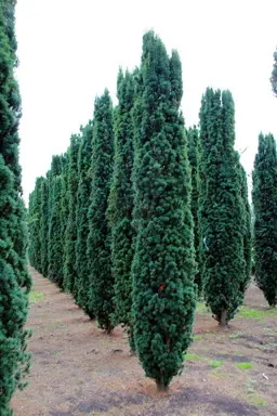 Taxus baccata 'Fastigata' (Irish Yew)