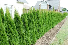 Thuja occidentalis 'Smaragd' (Green Cedar)