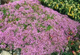Thymus doerfleri Bressingham Pink (Thyme Bressingham Pink)