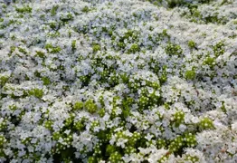 Thymus praecox Albiflorus