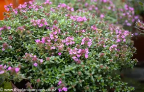 Thymus 'Ruby Carpet'