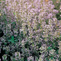 Thymus vulgaris (Common Thyme)