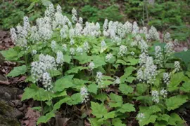 Tiarella cordifolia (Foam Flower)