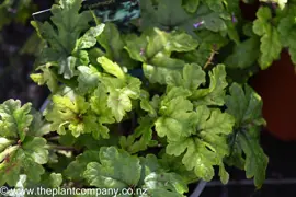 Tiarella 'Neon Lights' (Tiarella Neon Lights)