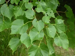 Tilia amurensis (Linden Tree)