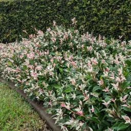 Trachelospermum 'Tricolour' (Tricolour Star Jasmine)