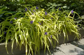 Tradescantia andersoniana "Blue and Gold"