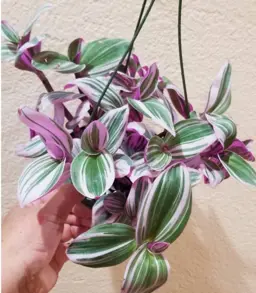 Tradescantia blossfeldiana