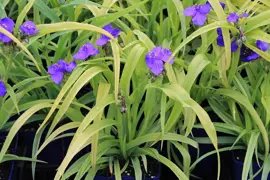 Tradescantia Blue and Gold