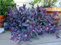 Tradescantia pallida 'purpurea'