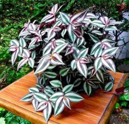 Tradescantia zebrina