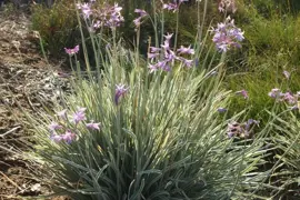 Tulbaghia variegata Tricolor (Tulbaghia variegata)
