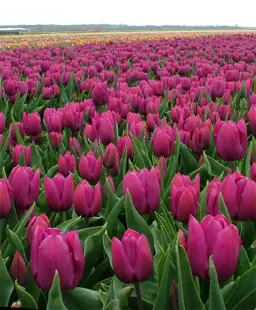 Tulip 'Purple Prince'