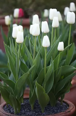 Tulip 'White Dream'