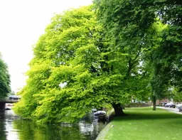 Ulmus glabra 'Lutescens' (Golden Elm)