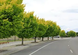 Ulmus procera 'Louis Van Houtte' (Golden Elm)