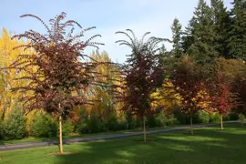 Ulmus parvifolia 'Frontier' (Elm)