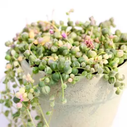 Senecio rowleyanus variegata