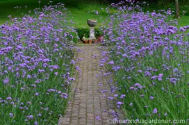 Verbena bonariensis (Tall Verbena)