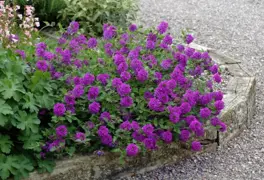 Verbena 'Homestead Purple'