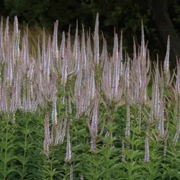 Veronicastrum virginicum 'Album'