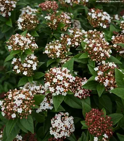 Viburnum Anvi