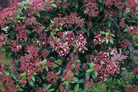 Viburnum Eve Price