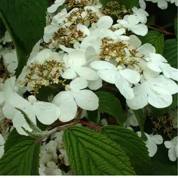 Viburnum 'Lanarth' (Japanese Snowball)