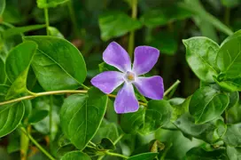 Vinca major