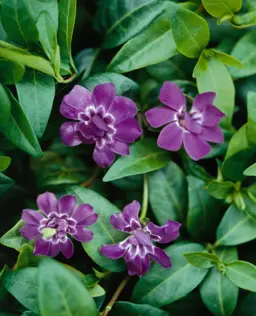 Vinca Elizabeth Cran
