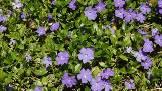 Vinca minor