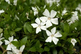 Vinca minor Gertrude Jekyll