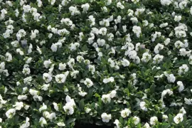 Viola 'Penny White'