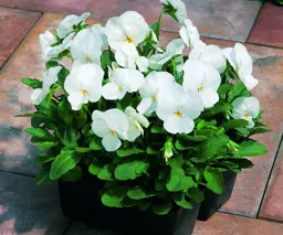 Viola 'Penny White'