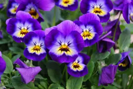 Viola 'Sorbet Midnight Glow'