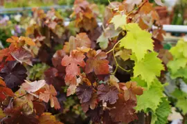 Vitis vinifera purpurea