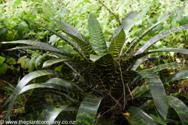 Vriesea hieroglyphica
