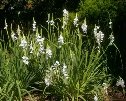 Watsonia borbonica