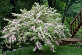 Weigela florida 'variegata'