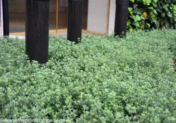 Westringia Low Horizon