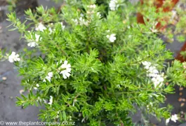 Westringia 'Low Horizon' (Coastal Rosemary)