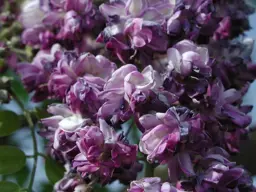 Wisteria Black Dragon