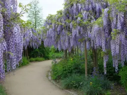 Wisteria Harlequin