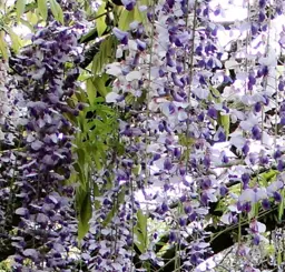 Wisteria Tiverton