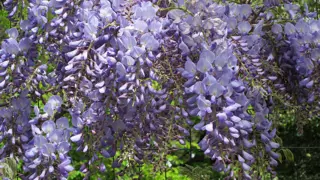 Wisteria 'Blue Sapphire' (Chinese Wisteria)