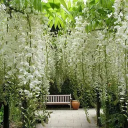 Wisteria 'Snow Showers'  (Chinese Wisteria)