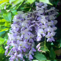 Wisteria Caroline