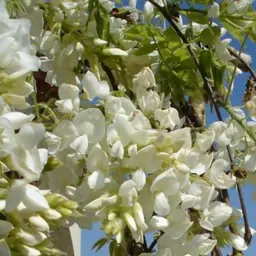 Wisteria 'White Silk' (Chinese Wisteria)