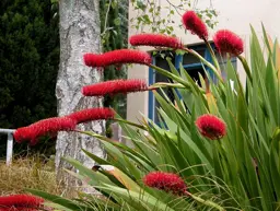 Xeronema callistemon (Poor Knights Lily)